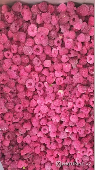 Свежезамороженная малина оптом по Казахс Taldykorgan - photo 2