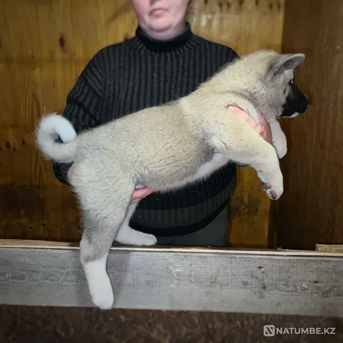 Щенки Американские Акиты Караганда - изображение 7