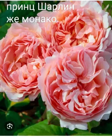 Саженцы роз. Оптом Алматы