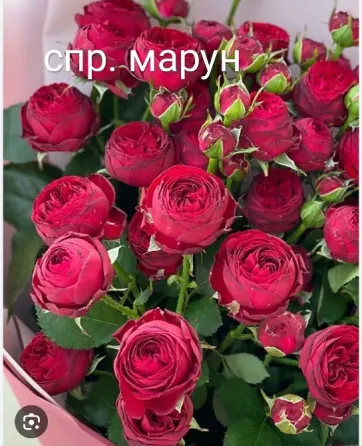 Саженцы роз. Оптом Алматы