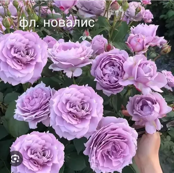 Саженцы роз. Оптом Алматы