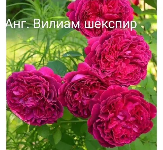 Саженцы роз. Оптом Алматы
