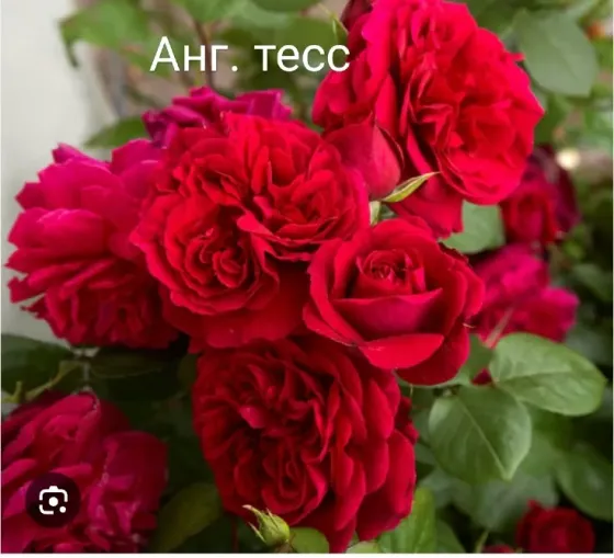 Саженцы роз. Оптом Алматы