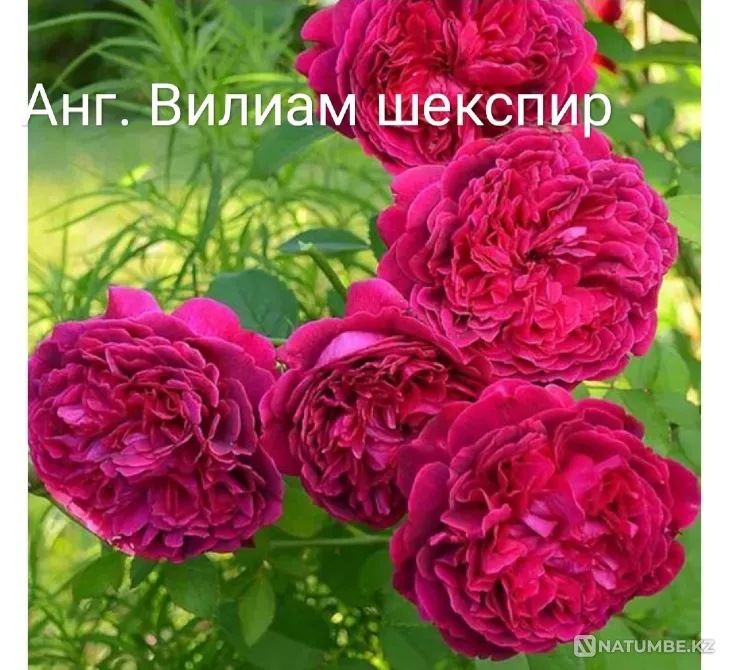 Саженцы роз. Оптом Алматы - изображение 3