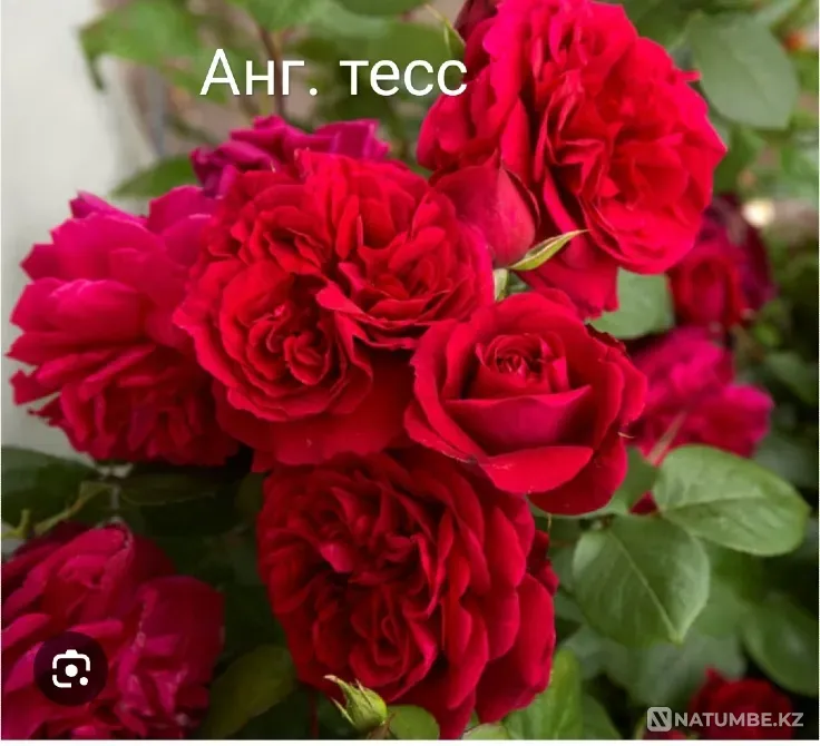 Саженцы роз. Оптом Алматы - изображение 6