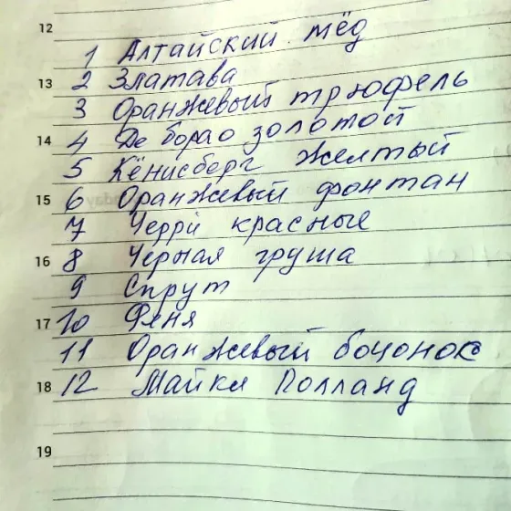 Домашняя пикированная рассада помидор (Красный Партизан Костанай