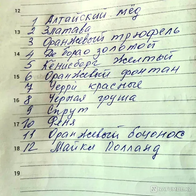 Домашняя пикированная рассада помидор (Красный Партизан Костанай - изображение 2
