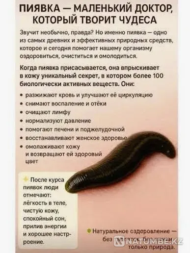 Гирудотерапия у опытного врача: на 10 кг 1 пиявка - 2000 тг Алматы - изображение 1
