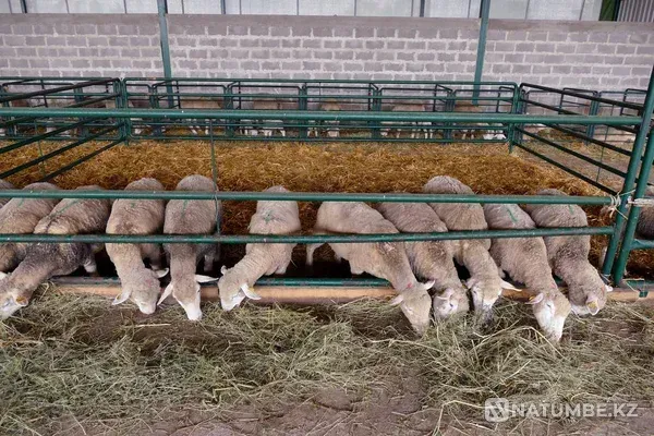 Онлайн курс по откорму баранов для начинающих Алматы - изображение 1