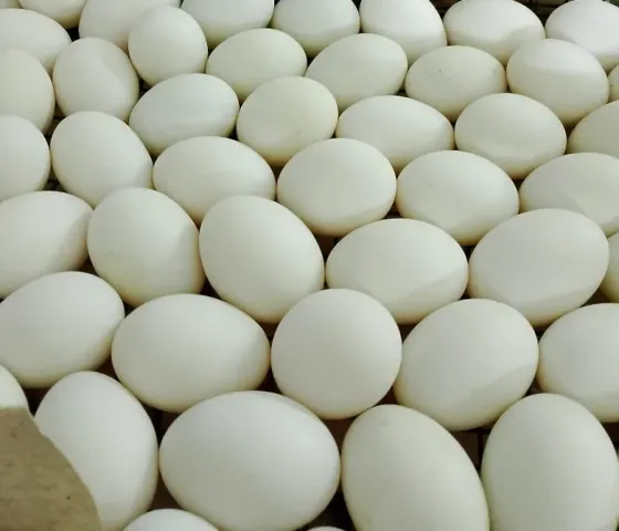 Продажа инкубационного яйца и суточного молодняка Астана