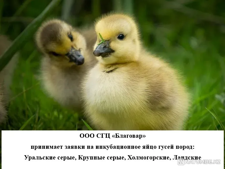 Племптицезавод ООО СГЦ "Благовар Актау - изображение 3