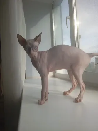 Кошечка. Канадский сфинкс Костанай