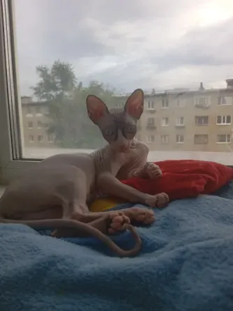 Кошечка. Канадский сфинкс Костанай