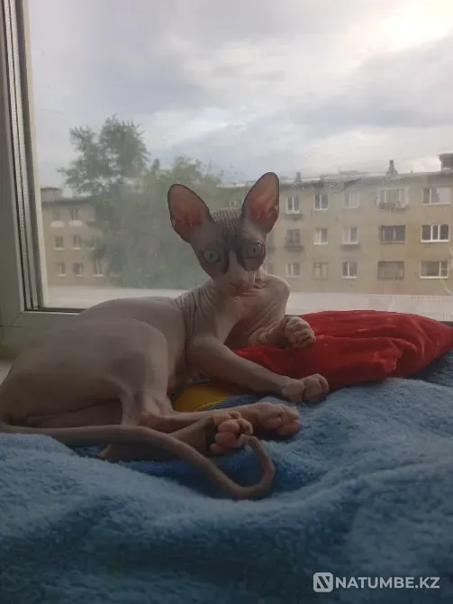 Кошечка. Канадский сфинкс Костанай - изображение 3