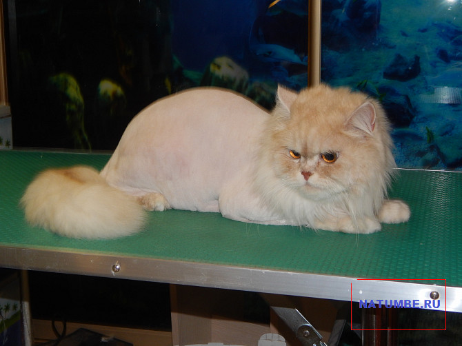 Grooming dogs, cats and cats of all breeds Moscow - photo 2